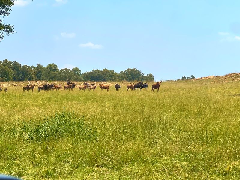 Premier Lifestyle & Investment Estate – 122ha Game Farm with Factories & Residence - Photo 4