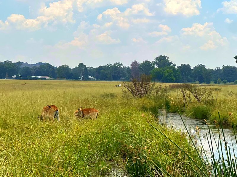 Premier Lifestyle & Investment Estate – 122ha Game Farm with Factories & Residence - Photo 10