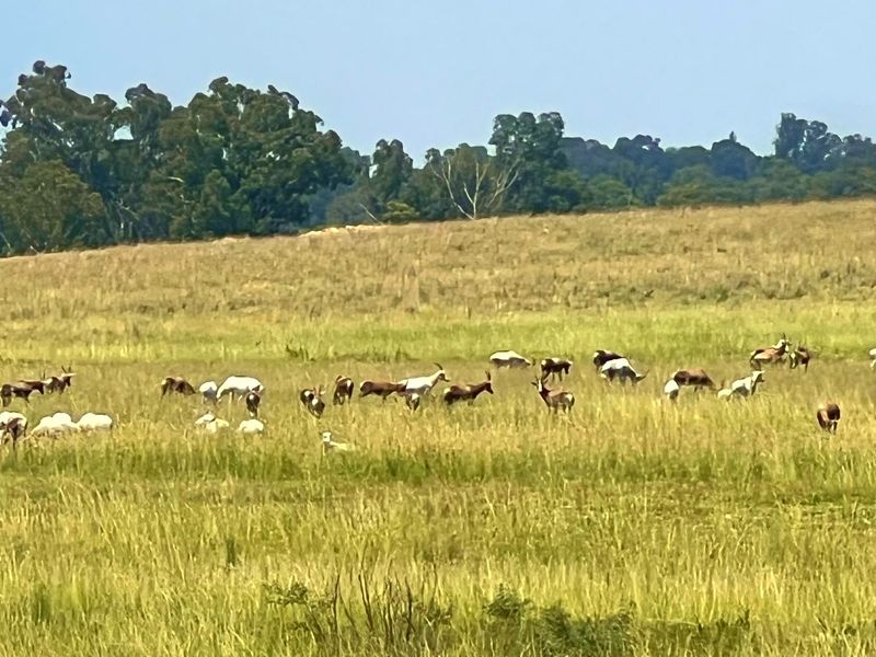 Premier Lifestyle & Investment Estate – 122ha Game Farm with Factories & Residence - Photo 6