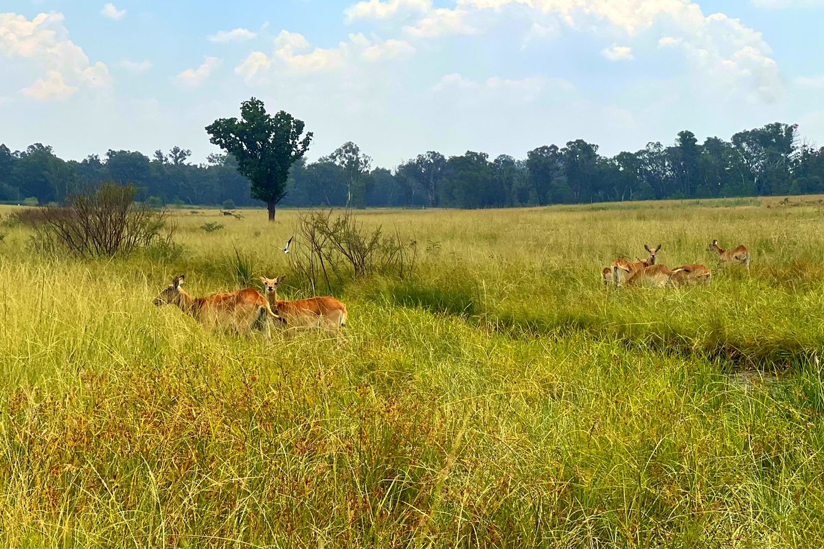 Premier Lifestyle & Investment Estate – 122ha Game Farm with Factories & Residence - Photo 3