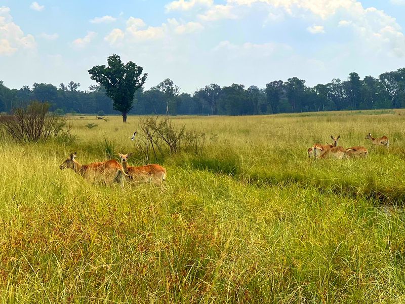 Premier Lifestyle & Investment Estate – 122ha Game Farm with Factories & Residence - Photo 3