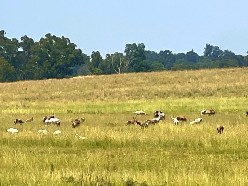 Premier Lifestyle & Investment Estate – 122ha Game Farm with Factories & Residence - Photo 5