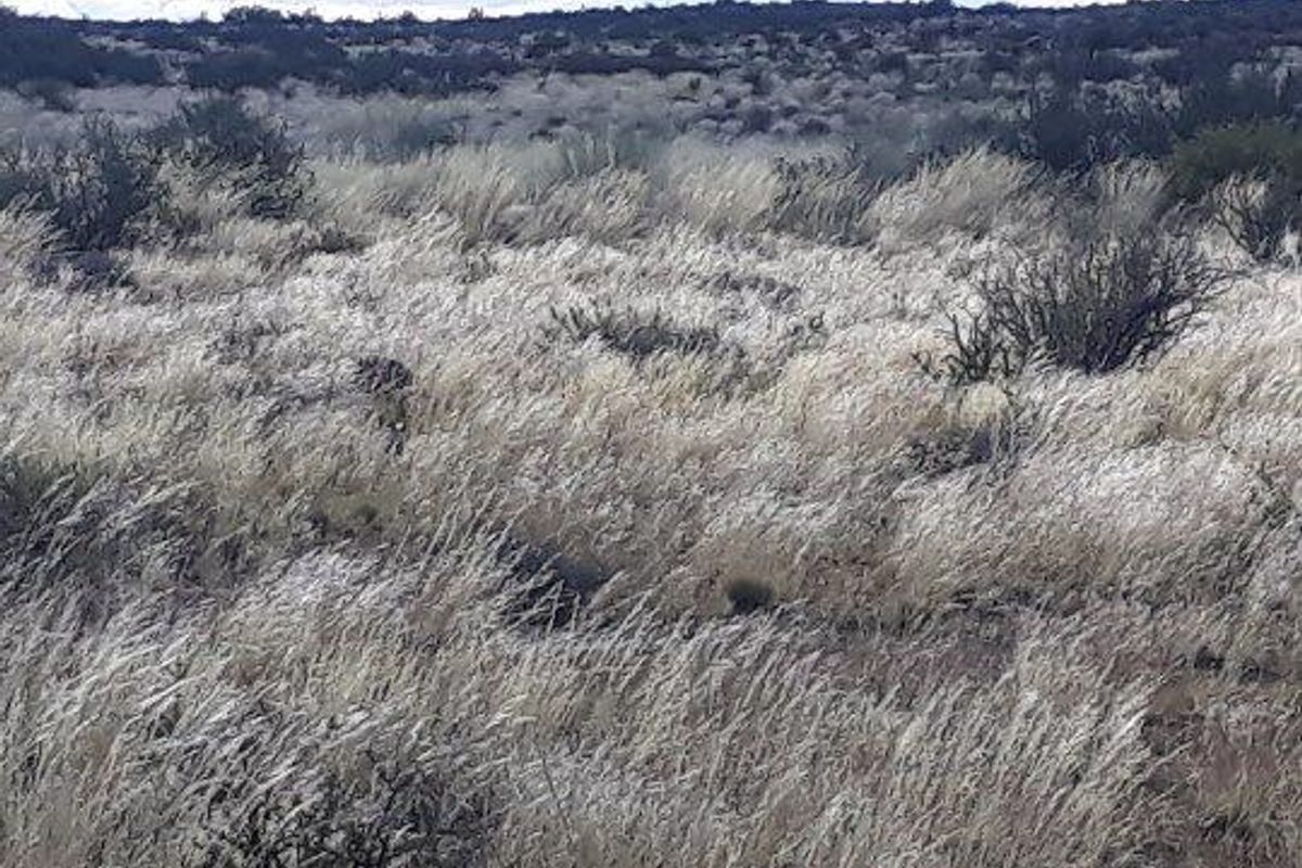 Brandvlei - 2  210.3894 ha - Photo 4