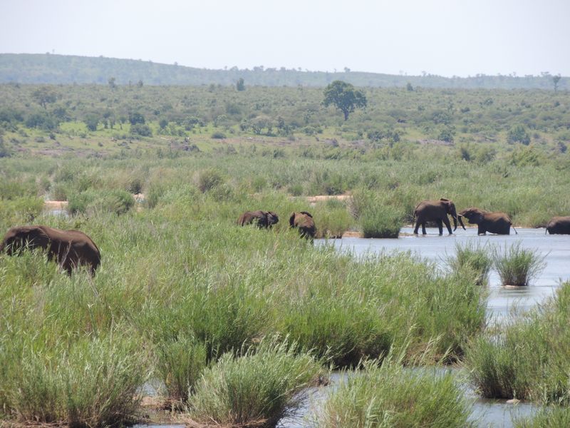 Glorious Kruger National Park river stands - Photo 10