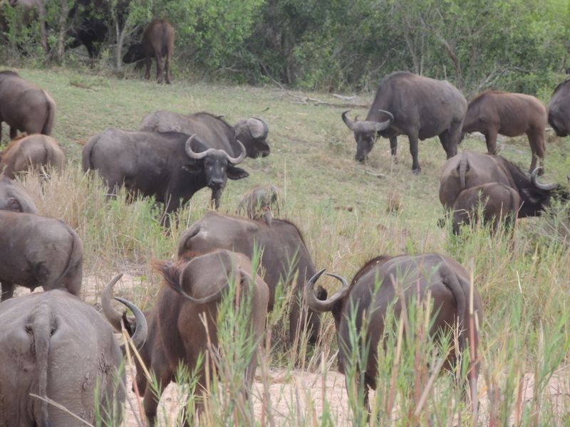Glorious Kruger National Park river stands - Photo 6