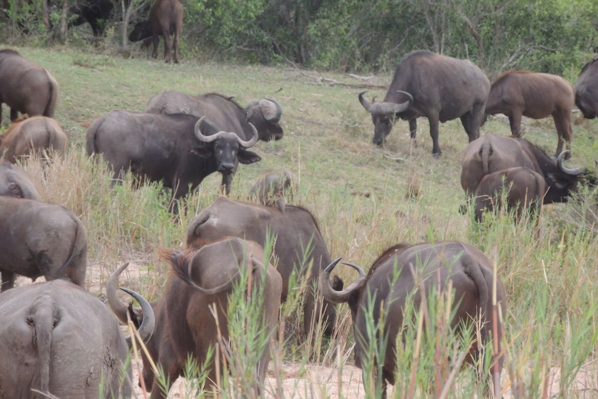 Glorious Kruger National Park river stands - Photo 5