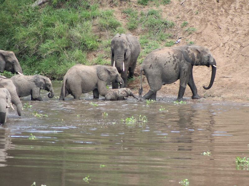 Glorious Kruger National Park river stands - Photo 8