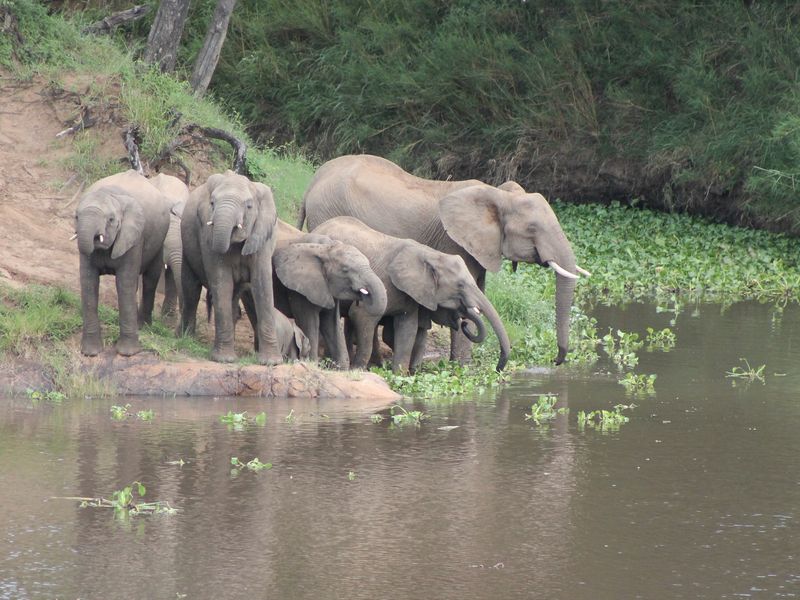 Glorious Kruger National Park river stands - Photo 6