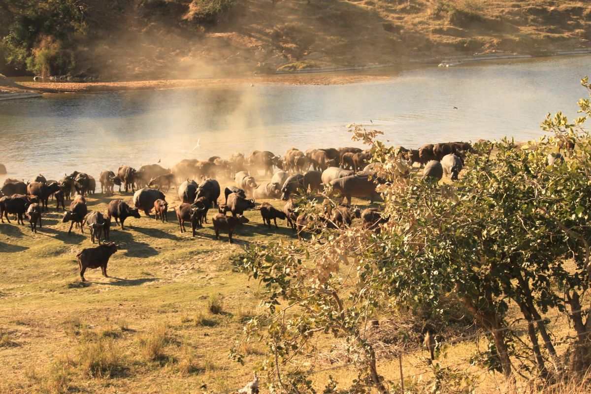 Glorious Kruger National Park river stands - Photo 2
