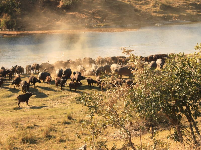 Glorious Kruger National Park river stands - Photo 2
