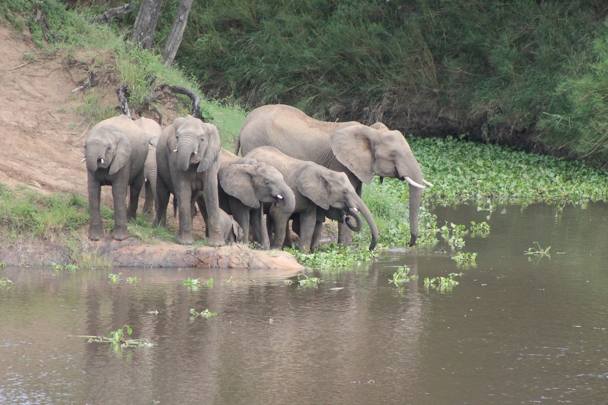 Last of the Crocodile river stands, magnificent private views into Kruger National Park - Photo 2