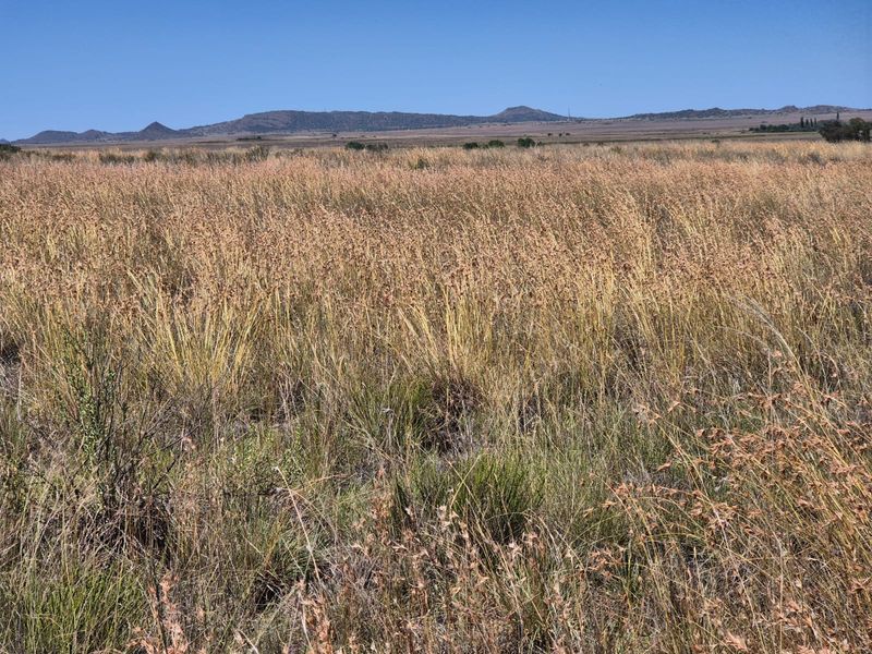 Farm For Sale In Edenburg - Photo 8