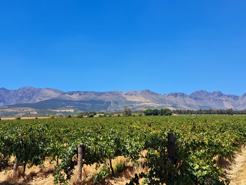 Expansive view of the farm's established vineyard rows set against a dramatic mountain backdrop under a clear blue sky.