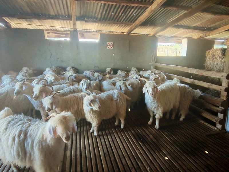 Westondale Farm – a proven equestrian and stud farm of distinction - Photo 7