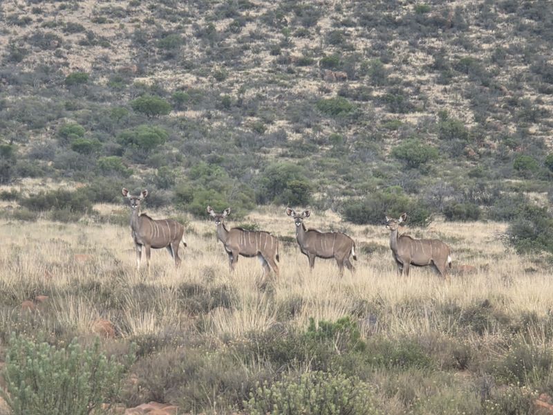 De Hoek Farm – 815ha of Untouched Karoo Beauty - Photo 10