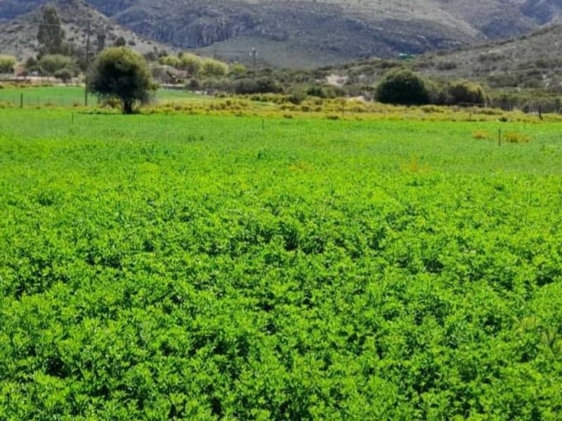 Ladismith, Western Cape - 123 ha Water-Rich Farm for Sale - Photo 5