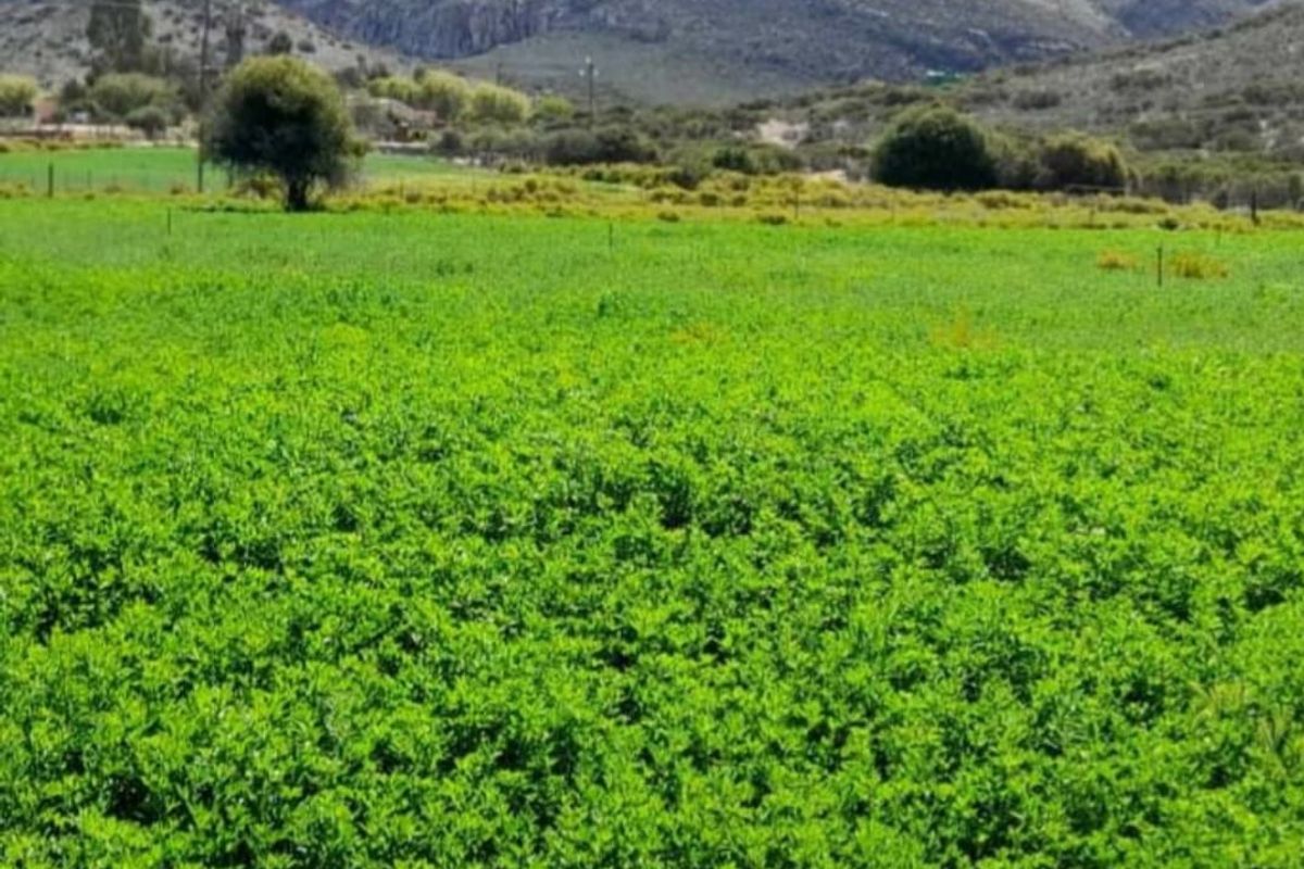 Ladismith, Western Cape - 123 ha Water-Rich Farm for Sale - Photo 5