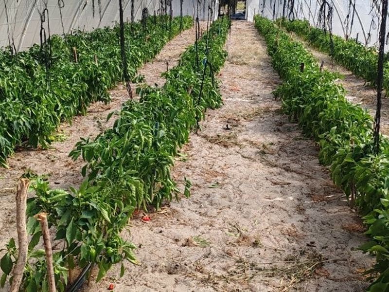 Prime 42ha Vegetable Farm for Sale - Photo 6