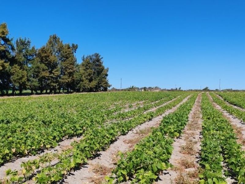 Prime 42ha Vegetable Farm for Sale - Photo 2