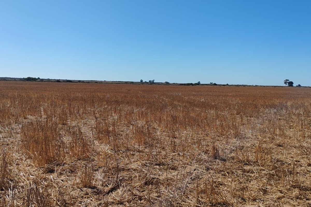 Hopefield Farm To Let via Tender Process - Photo 5