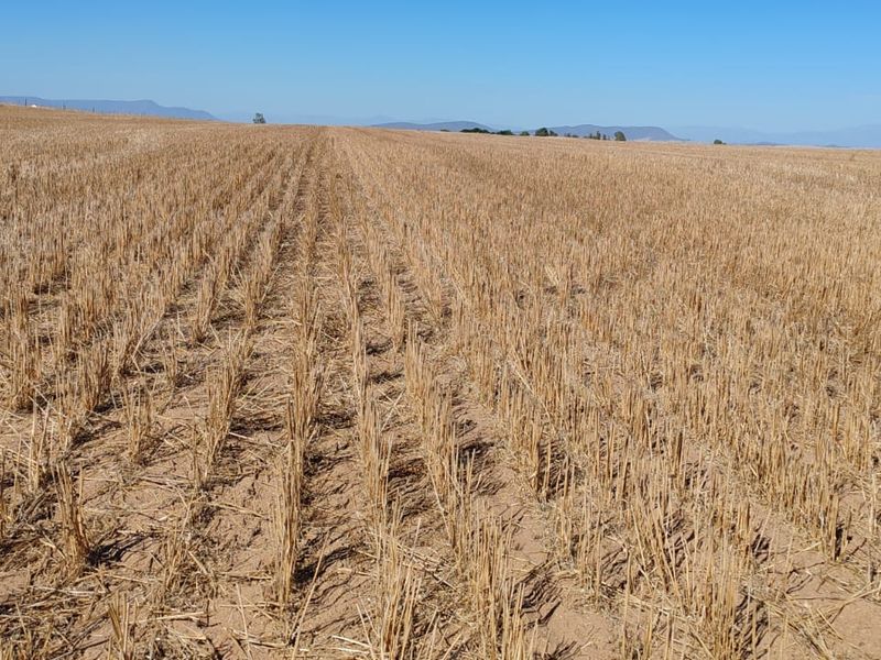 Hopefield Farm To Let via Tender Process - Photo 4