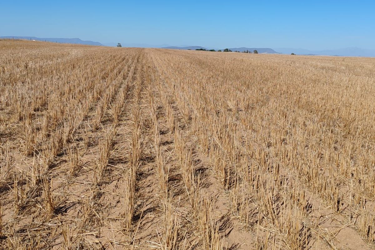 Hopefield Farm To Let via Tender Process - Photo 4