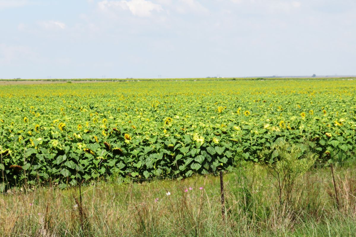 Stand of Land waiting for a designer home build in Oranjeville, Vaal Dam - Photo 2