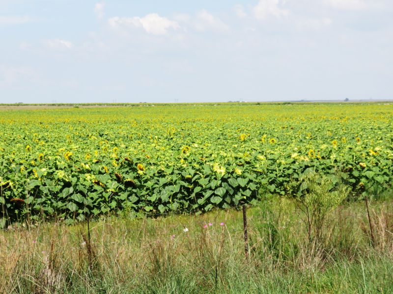 Stand of Land waiting for a designer home build in Oranjeville, Vaal Dam - Photo 2
