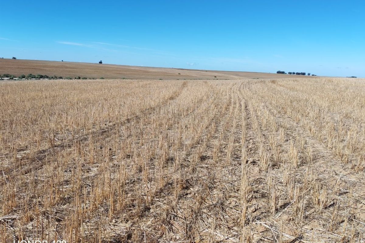 Hopefield: 3 Aangrensende plase te koop per Tender - Photo 3