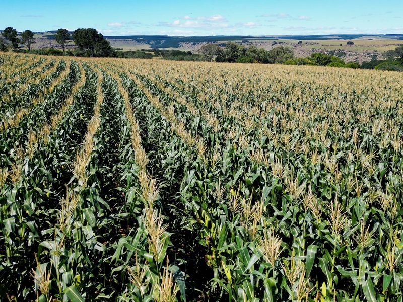 Farm For Sale In Maclear - Photo 9