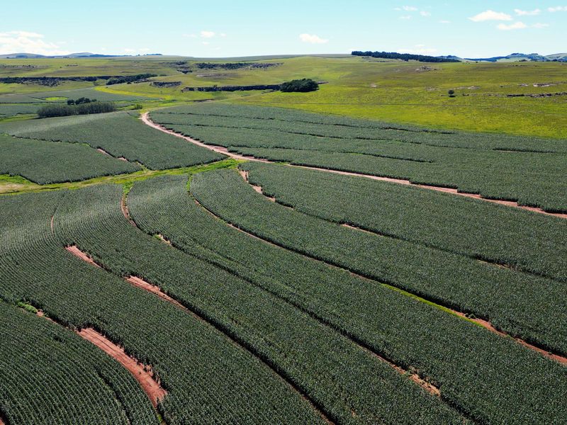 Farm For Sale In Maclear - Photo 8