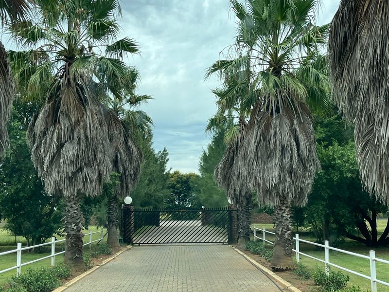 A paved driveway leading to a secure metal entrance gate, flanked by mature palm trees and white fencing on a small holding property.