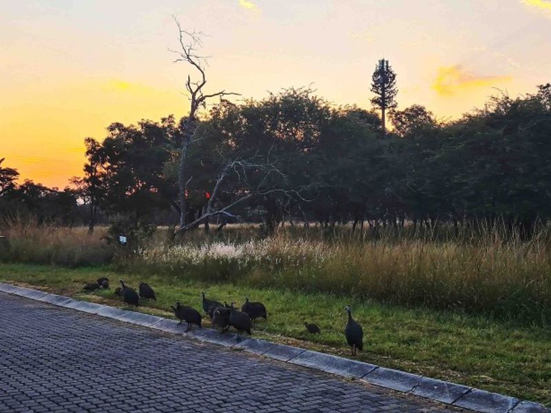 PRIME 1,140 m2 STAND IN PRESTIGIOUS KORO CREEK BUSHVELD GOLF ESTATE - Photo 3