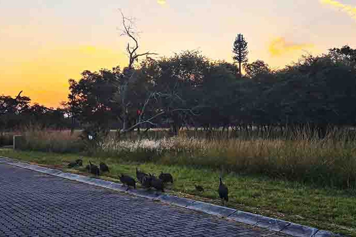 DESCRIPTION FOR KORO CREEK STAND 3156 - Photo 2