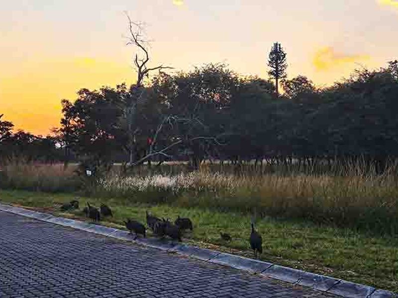 DESCRIPTION FOR KORO CREEK STAND 3156 - Photo 2