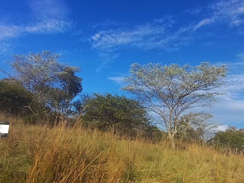 DESCRIPTION FOR KORO CREEK STAND 3156 - Photo 7