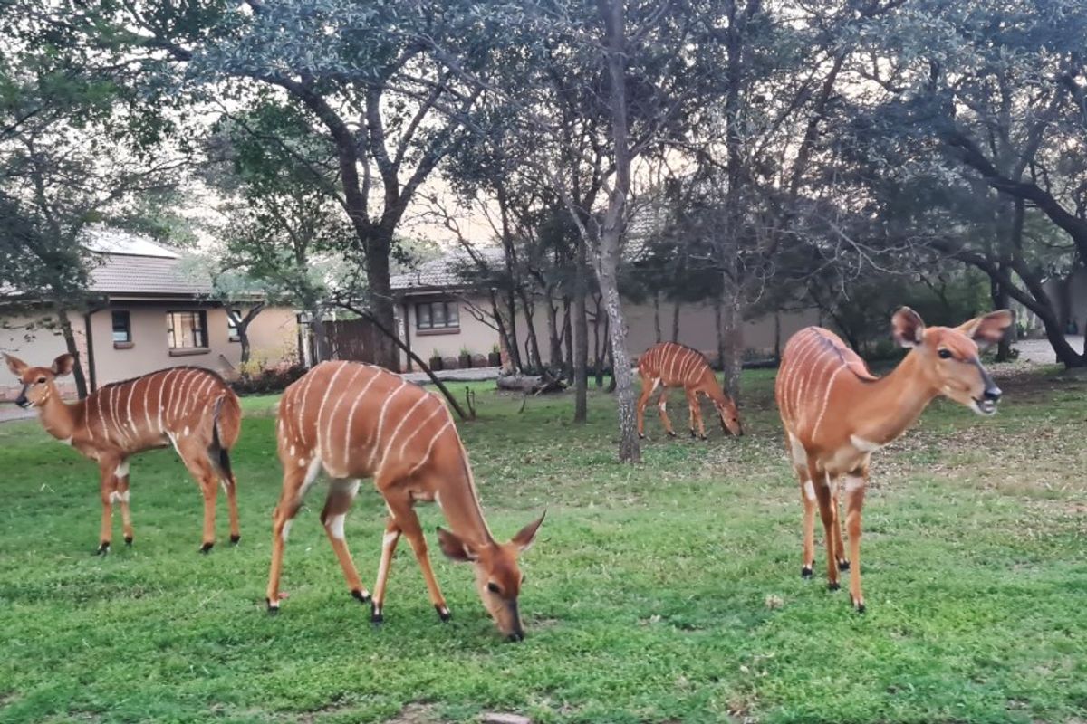 Prime Stand in Koro Creek Golf Estate – Modimolle - Photo 3