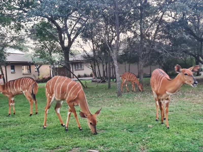 Prime Stand in Koro Creek Golf Estate – Modimolle - Photo 3