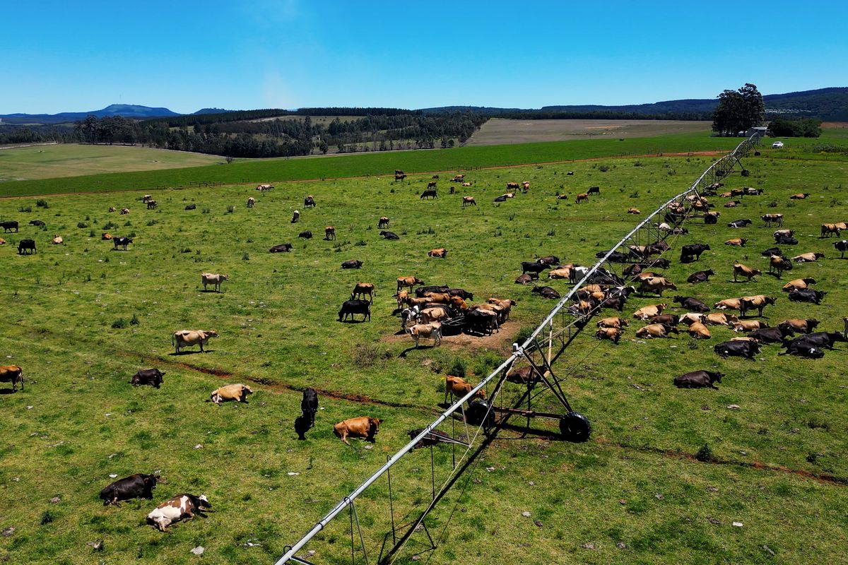 406 hectares. Various Properties. One irrigation-backed dairy platform. - Photo 4