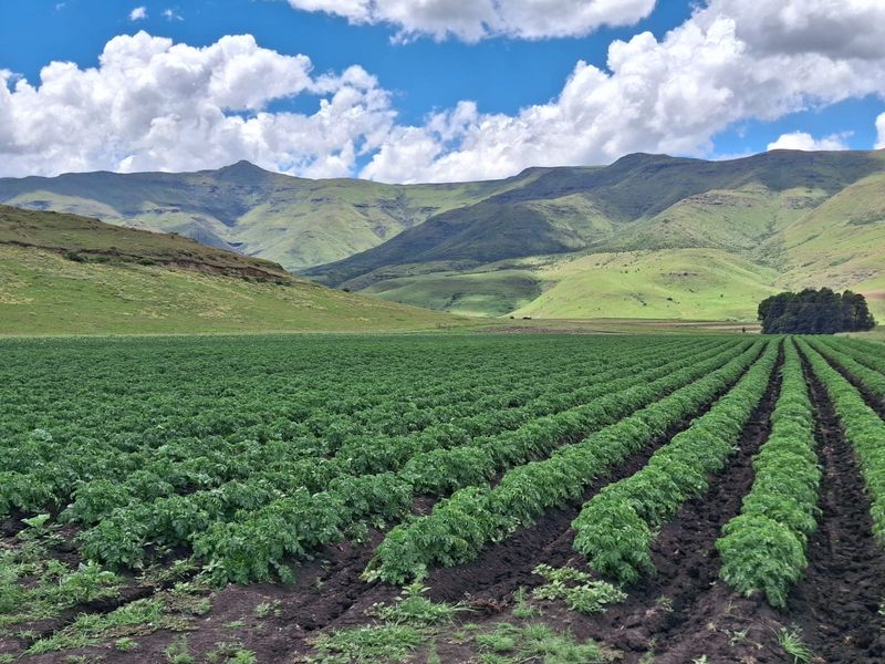 Farm For Sale In Barkly East - Photo 4