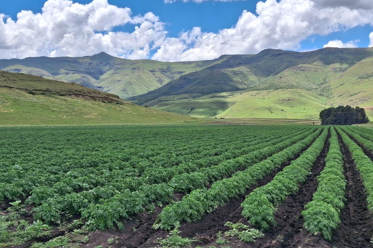 Farm For Sale In Barkly East - Photo 4