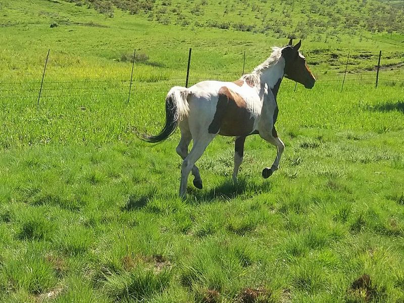 Farm For Sale In Barkly East - Photo 6