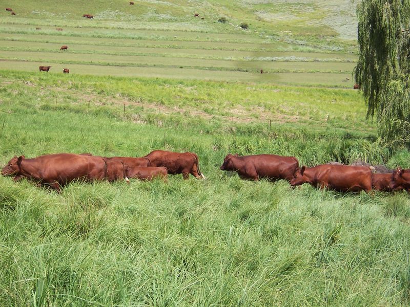 Farm For Sale In Barkly East - Photo 5