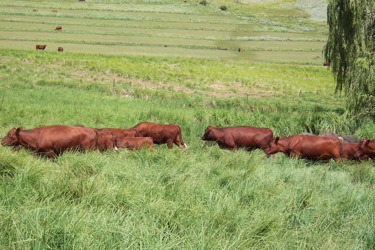 Farm For Sale In Barkly East - Photo 5