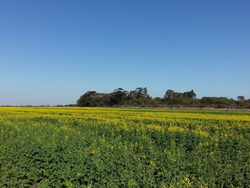 Hopefield - Stock and Wheat farm - Photo 2