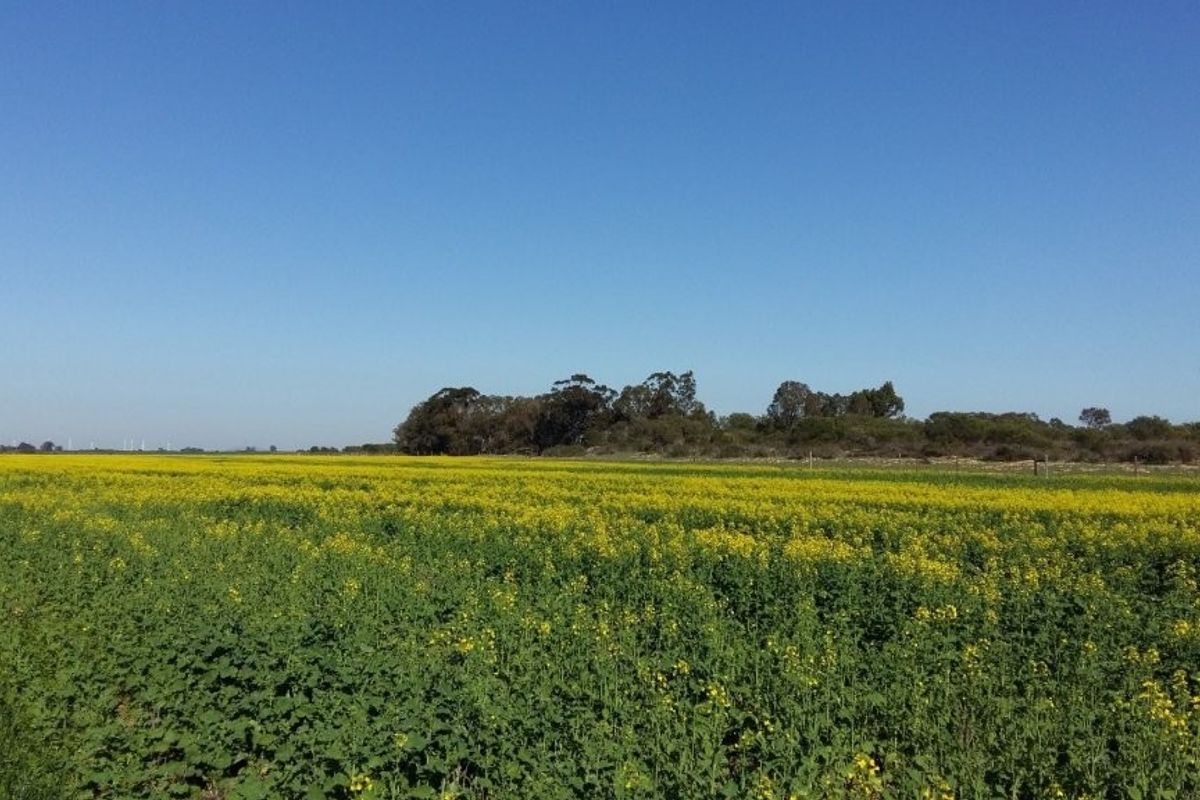 Hopefield - Stock and Wheat farm - Photo 2