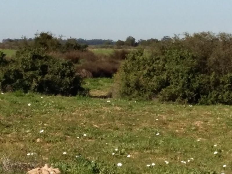 Hopefield - Stock and Wheat farm - Photo 3