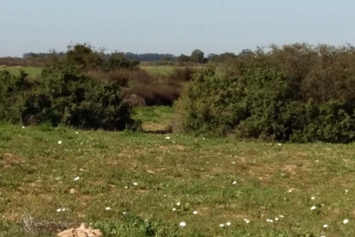 Hopefield - Stock and Wheat farm - Photo 3
