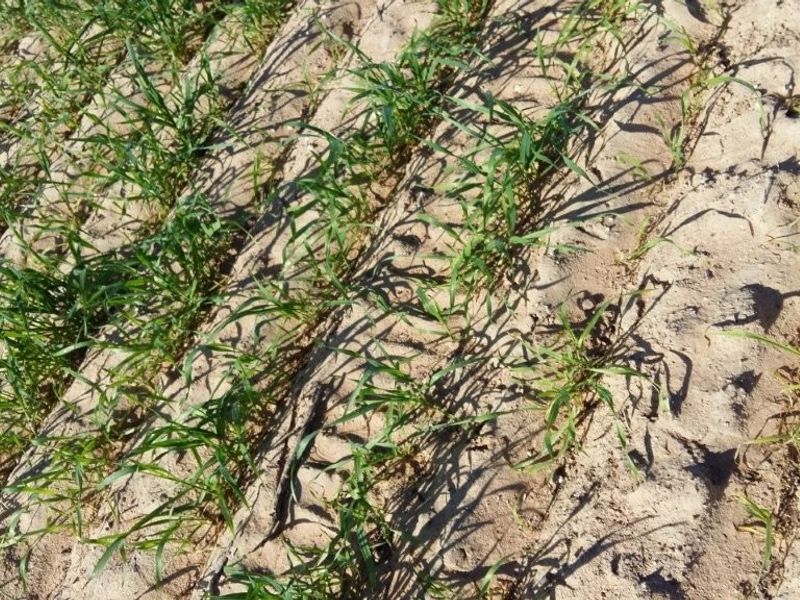 Hopefield - Stock and Wheat farm - Photo 5