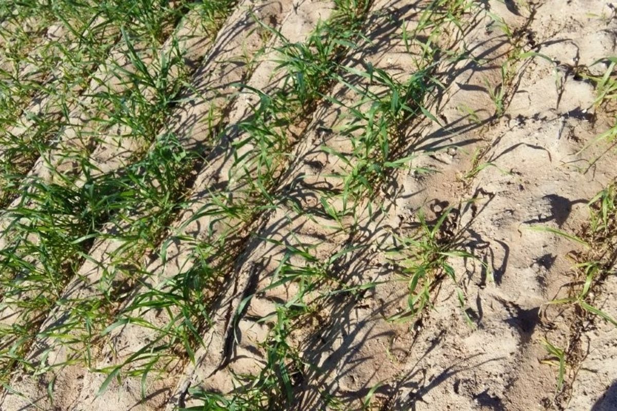 Hopefield - Stock and Wheat farm - Photo 5